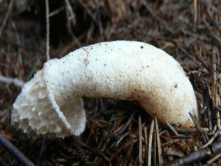 Лечебные свойства гриба веселка