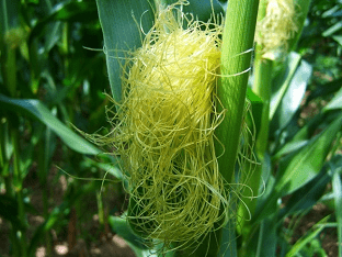 Кукурузные рыльца: способ применения, побочные действия