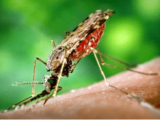 Что такое малярия: симптомы, лечение