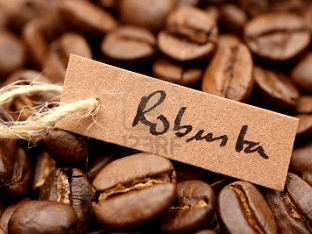 Кофе Робуста: особенности зерен, сорта, отличия от арабики