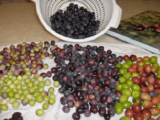 Разница между оливками и маслинами