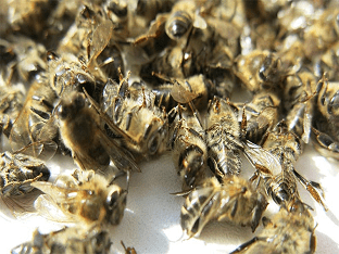 Подмор пчелиный: лечебные свойства, как принимать