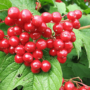 В чем польза калины красной?