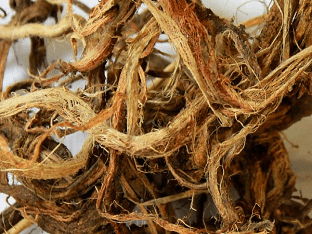 Лечебные свойства красного корня и его противопоказания, настойка (копеечник чайный)
