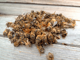 Свойства и применение отваров из подмора пчел