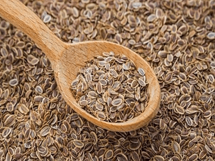 Семена укропа: лечебные свойства и противопоказания