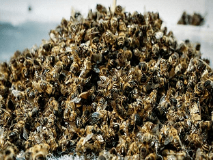 Какие болезни лечит настойка пчелиного подмора, в каких случаях ее нужно применять