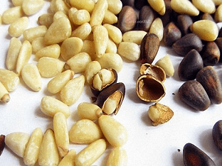 Кедровые орехи: полезные свойства и состав