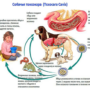 Токсокароз у человека: причины возникновения, симптомы и методы лечения