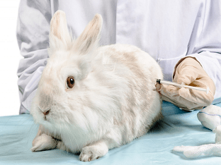 Какие прививки необходимо сделать кроликам