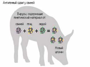 Что такое свиной грипп