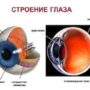 Строение и функции органа зрения человека