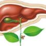 Как почистить печень народными средствами?