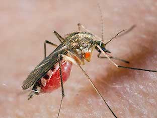 Укусы комаров: как избавиться от зуда