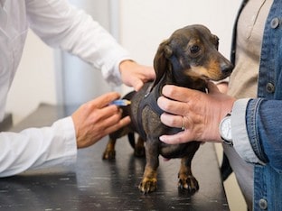 Какие прививки и когда делают щенку