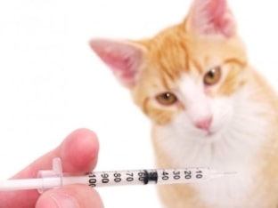 Нужно ли делать прививку от бешенства кошке