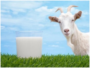 В чем польза козьего молока