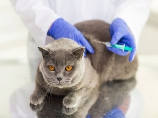 Прививки для кошек: какие бывают и когда делать