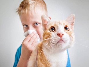 Аллергия на кошек у ребёнка: как помочь малышу