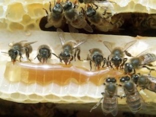 Как лечить простатит медом и продуктами пчеловодства