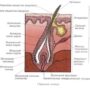 Строение и состав фолликула волоса: это?