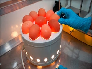 Учимся проверять яйца на свежесть: самые эффективные методы