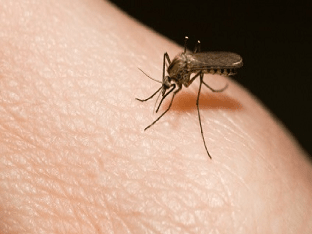 Если аллергия на укусы комаров, что делать