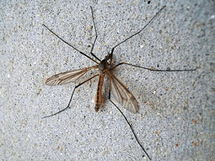 Как избежать укусов малярийного комара