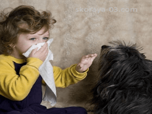 Может ли быть аллергия на собаку, причины