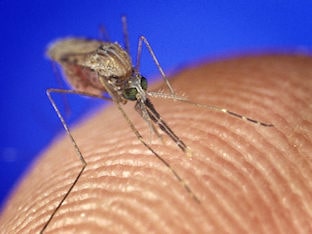 Аллергия на укусы комаров (кулицидоз): симптомы и лечение