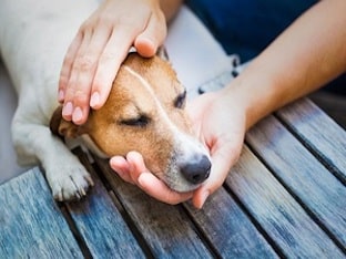 Чем лечить аллергию на собак: какие лекарства помогут