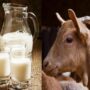 Козье молоко: в чем польза для здоровья?