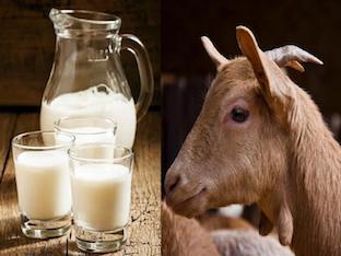 Козье молоко: в чем польза для здоровья