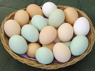 Можно ли вылечить аллергию на яйца, чем лечить